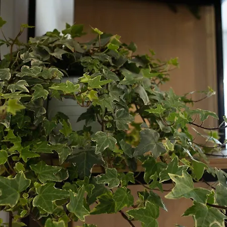 Iliria דירה דורס