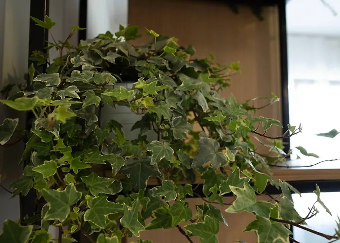 Iliria Апартаменты Дуррес